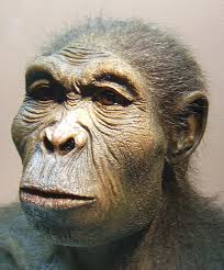 Homo Habilis