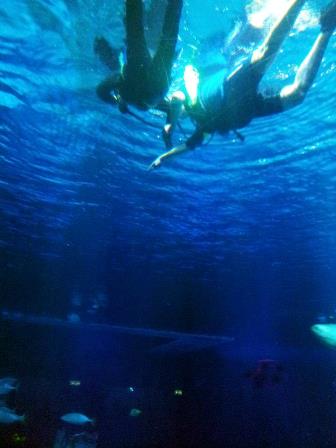 Disney_Diving_4