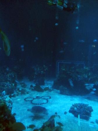 Disney_Diving_5