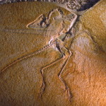 Archaeopteryx