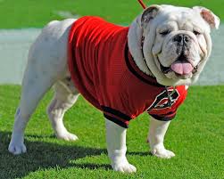 uga_livebulldog