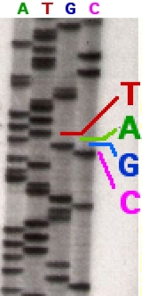 Source Code Dna DNA, the ultimate source code | Southern Prose